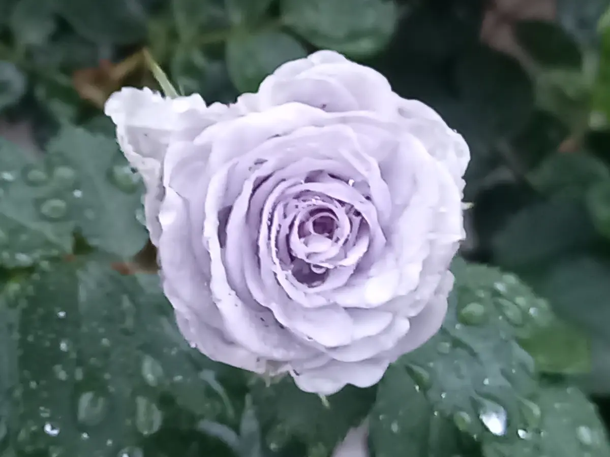 グレー猫ちゃんとメタリックなブルー系薔薇の花畑のハートトップボールペン❤ 今朝のバラ③｜園芸日記byこんちゃん｜みんなの趣味の園芸｜1449043