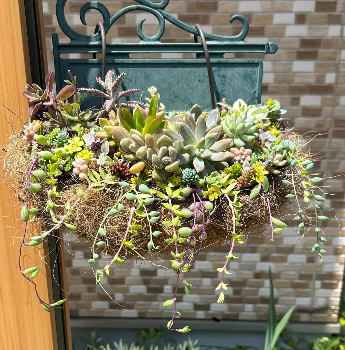 🌵多肉ハンギング🌵｜園芸日記by花栞｜みんなの趣味の園芸｜1449282