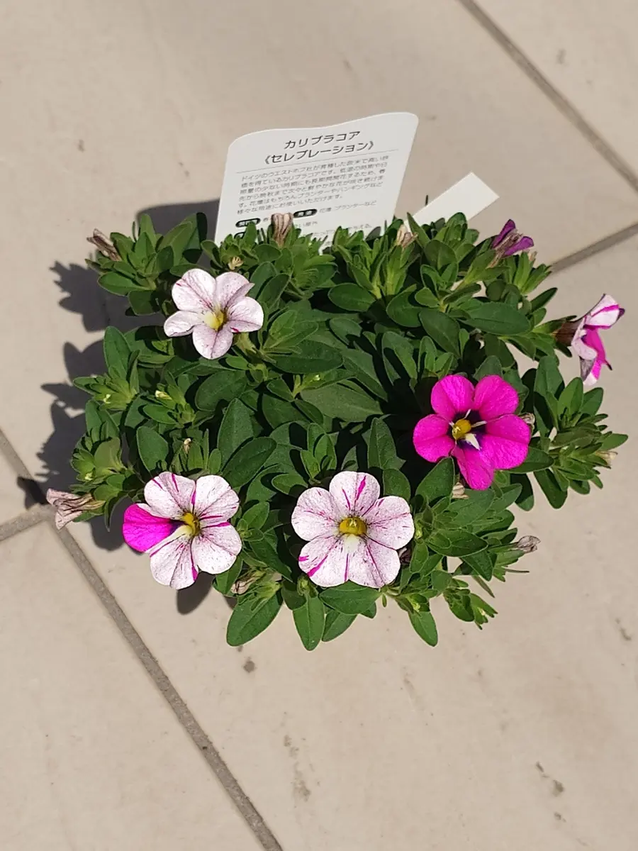 セレブレーションが咲きました🎶｜園芸日記byNash｜みんなの趣味の園芸