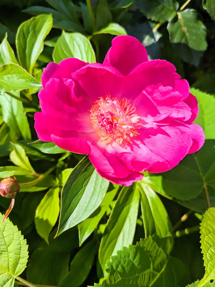 芍薬の開花｜園芸日記byjictenko｜みんなの趣味の園芸｜1449366