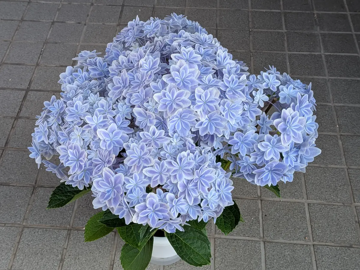 2026年新しくお迎え！ふたつめの紫陽花｜園芸日記byきびひと｜みんなの