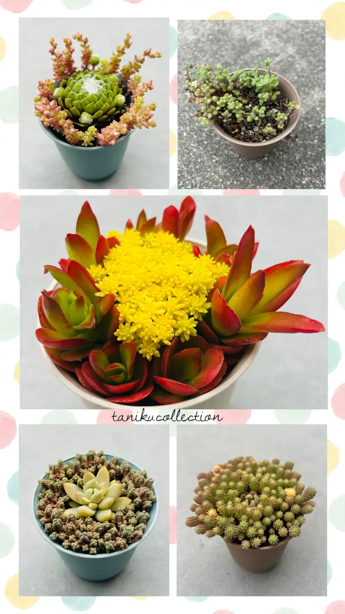🌵小さな多肉の寄せ植え🌵｜園芸日記by花栞｜みんなの趣味の園芸｜1449693