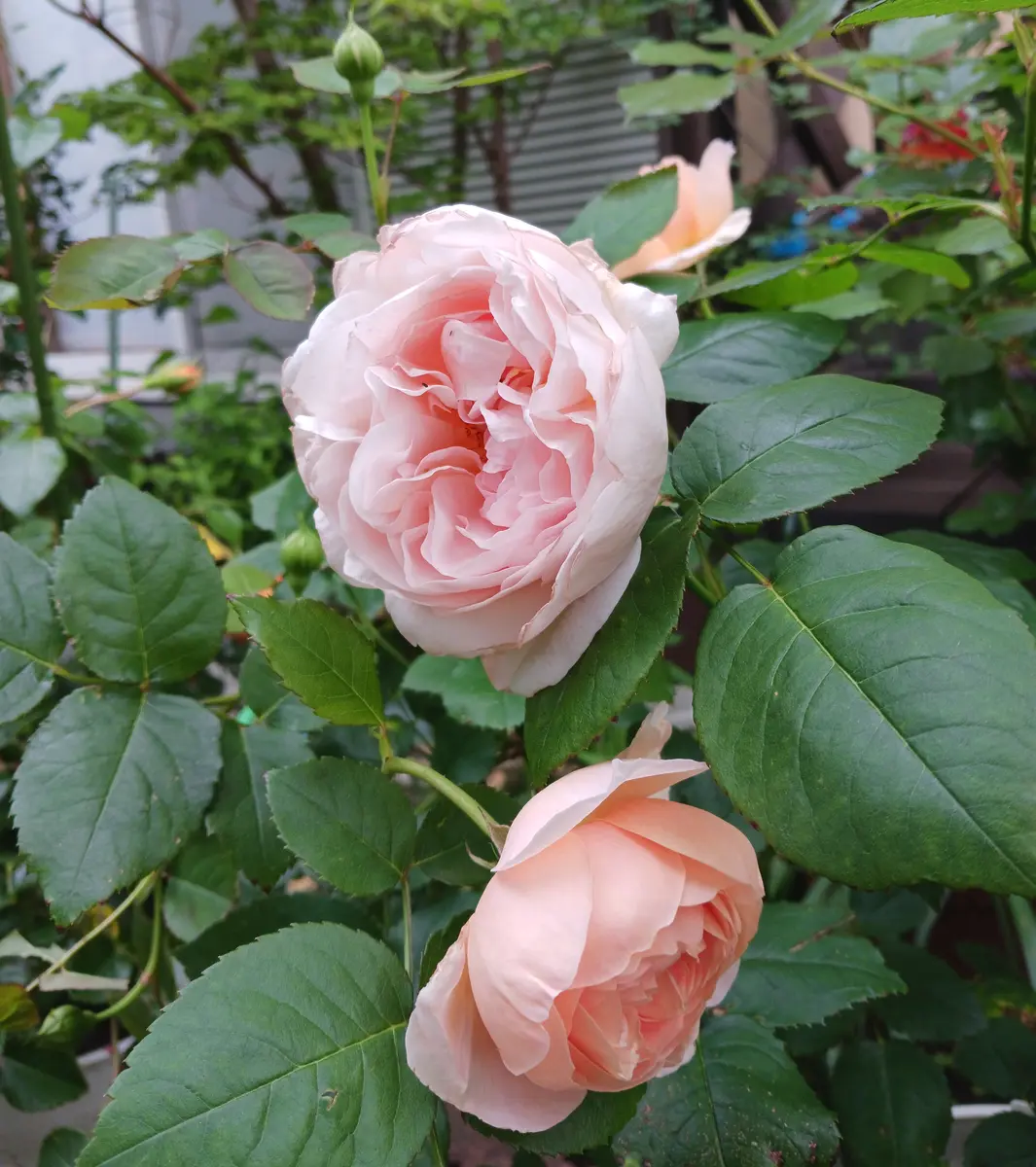 アンブリッジローズが咲いてます🌹｜園芸日記byこみちちゃん｜みんなの