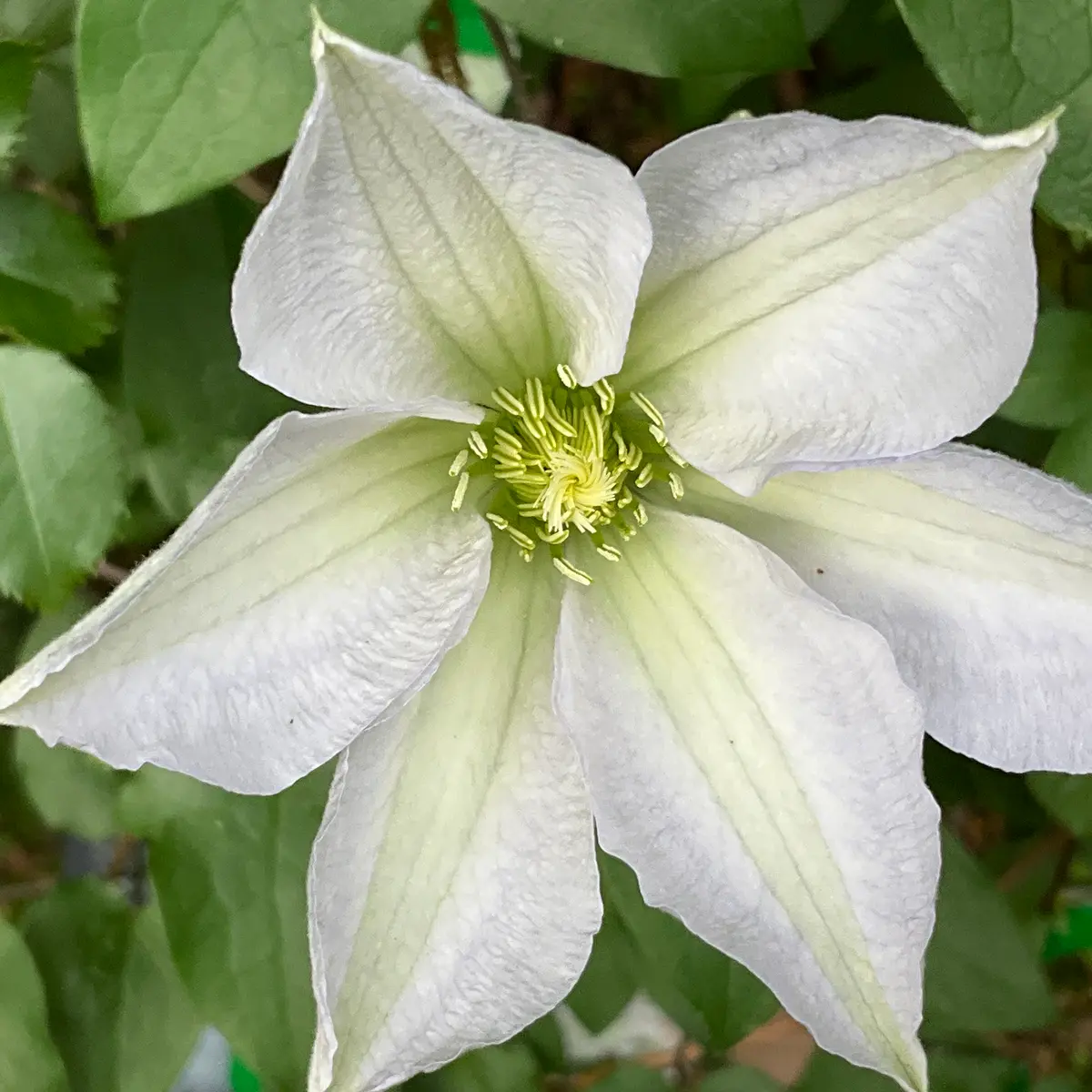 クレマチス2026春の開花 No.12と つるバラ第一号開花‼️｜園芸日記byMr