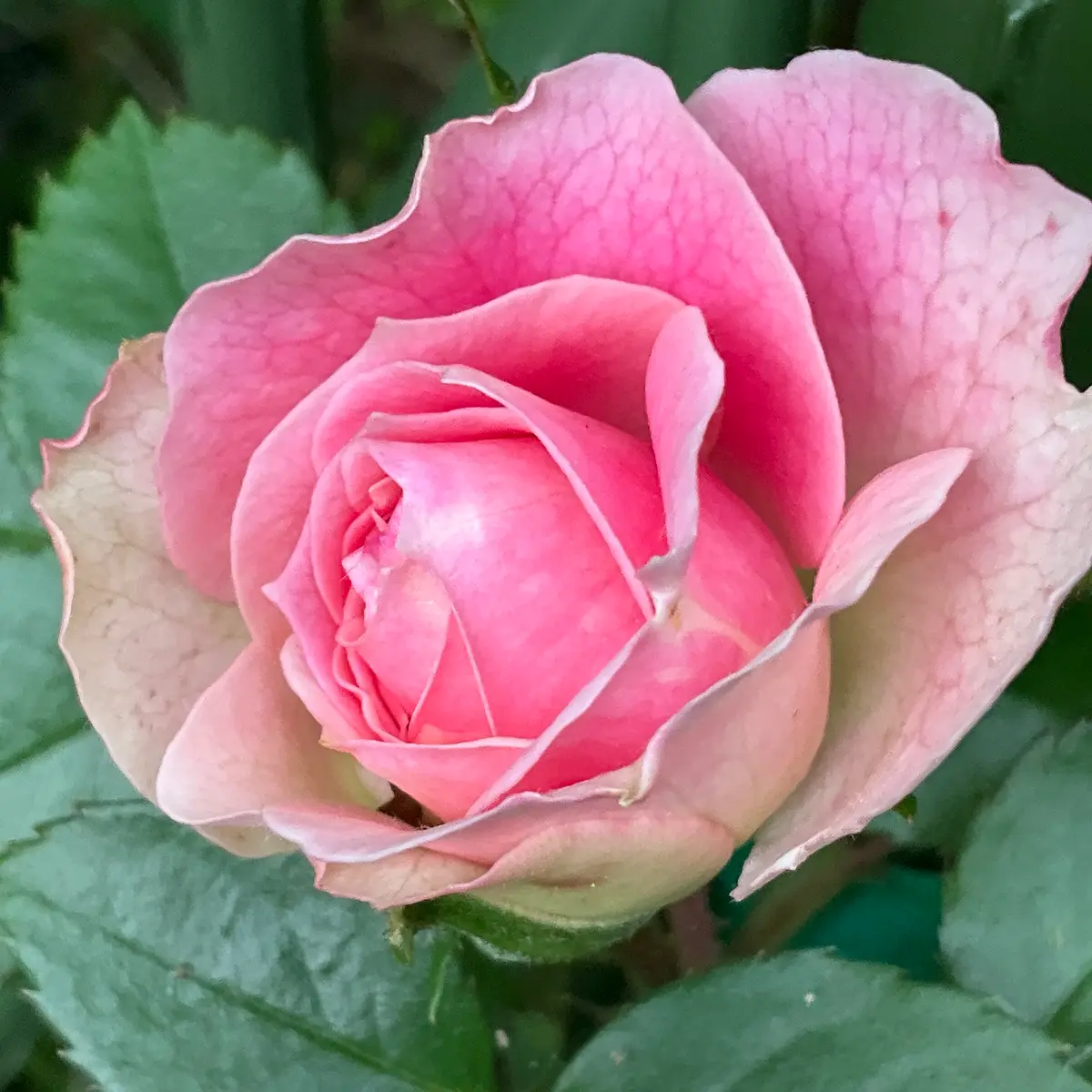 クレマチス2026春の開花 No.12と つるバラ第一号開花‼️｜園芸日記byMr