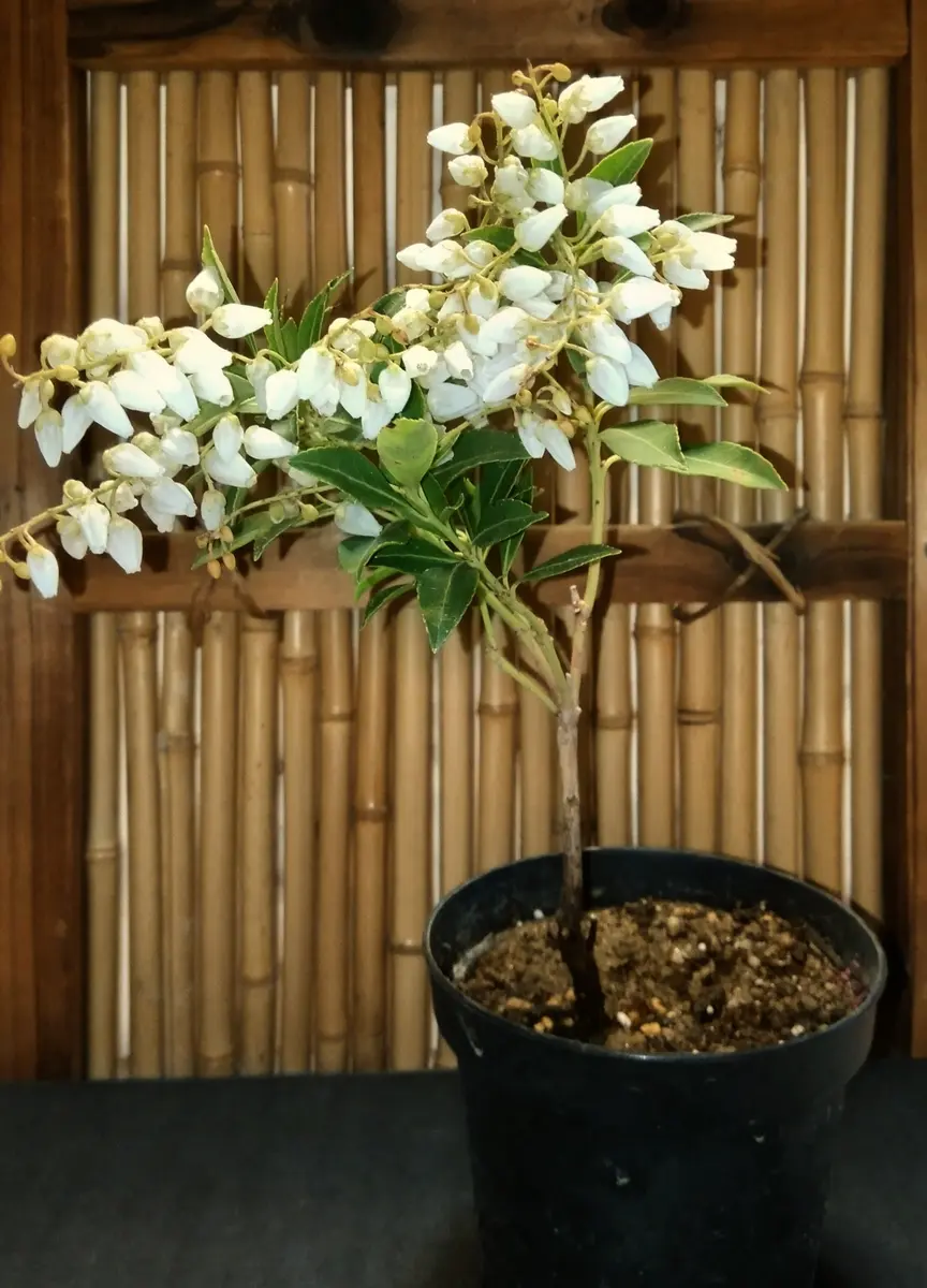 寄せ植え解体後の馬酔木|園芸日記byディーバ|みんなの趣味の園芸 寄せ植え解体後の馬酔木|園芸日記byディーバ|みんなの趣味の園芸