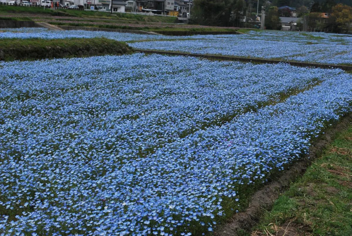 ネモフィラ｜園芸日記bytoratyan｜みんなの趣味の園芸｜145008
