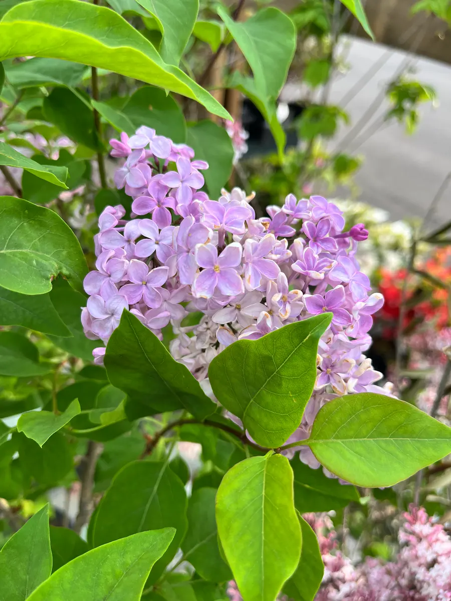 ライラックを購入！｜園芸日記bypeacegarden｜みんなの趣味の園芸｜1450328