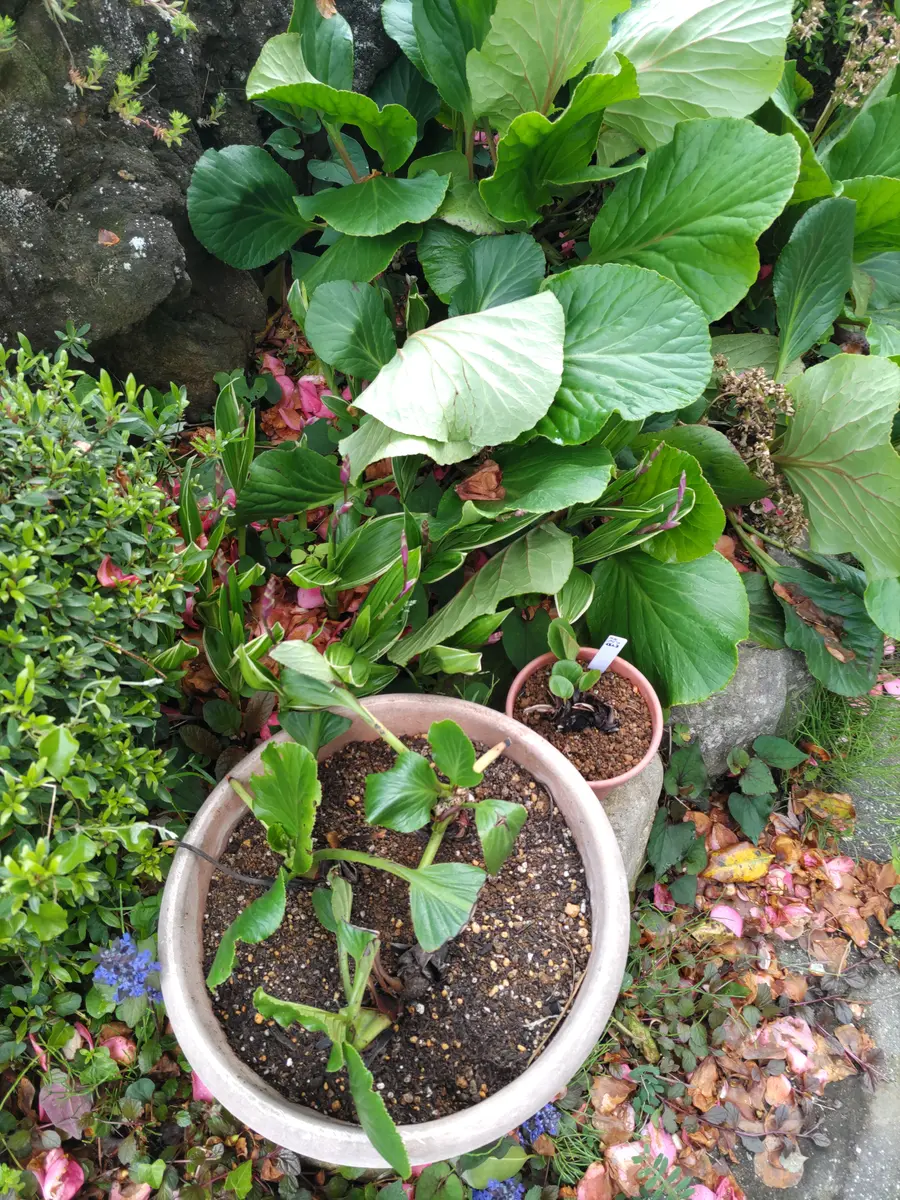 ヒマラヤユキノシタ🌿｜園芸日記by虎吉｜みんなの趣味の園芸｜1450739