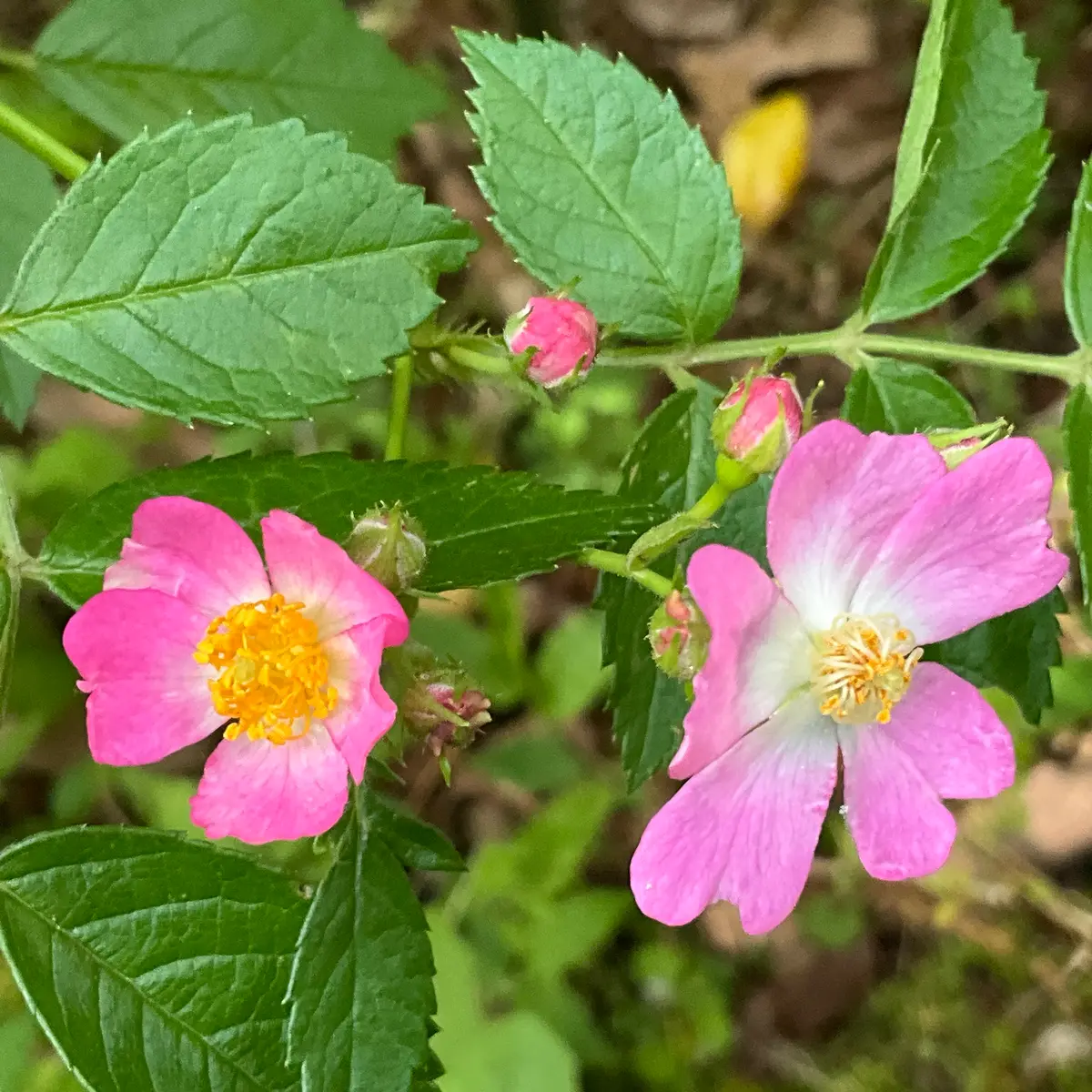クレマチス2026春の開花 No.13と バラの開花‼️｜園芸日記byMr.Green