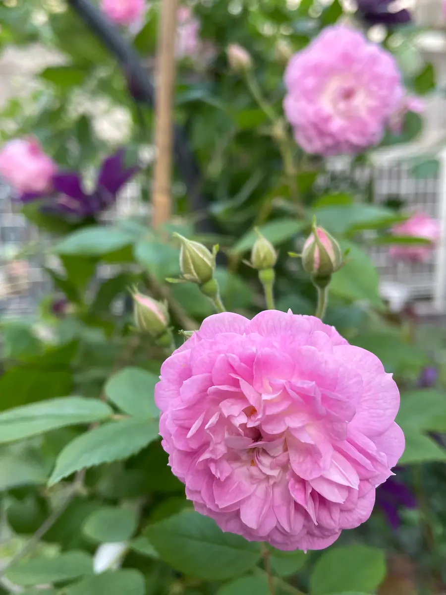 ローラダボー｜園芸日記byこは｜みんなの趣味の園芸｜1450896