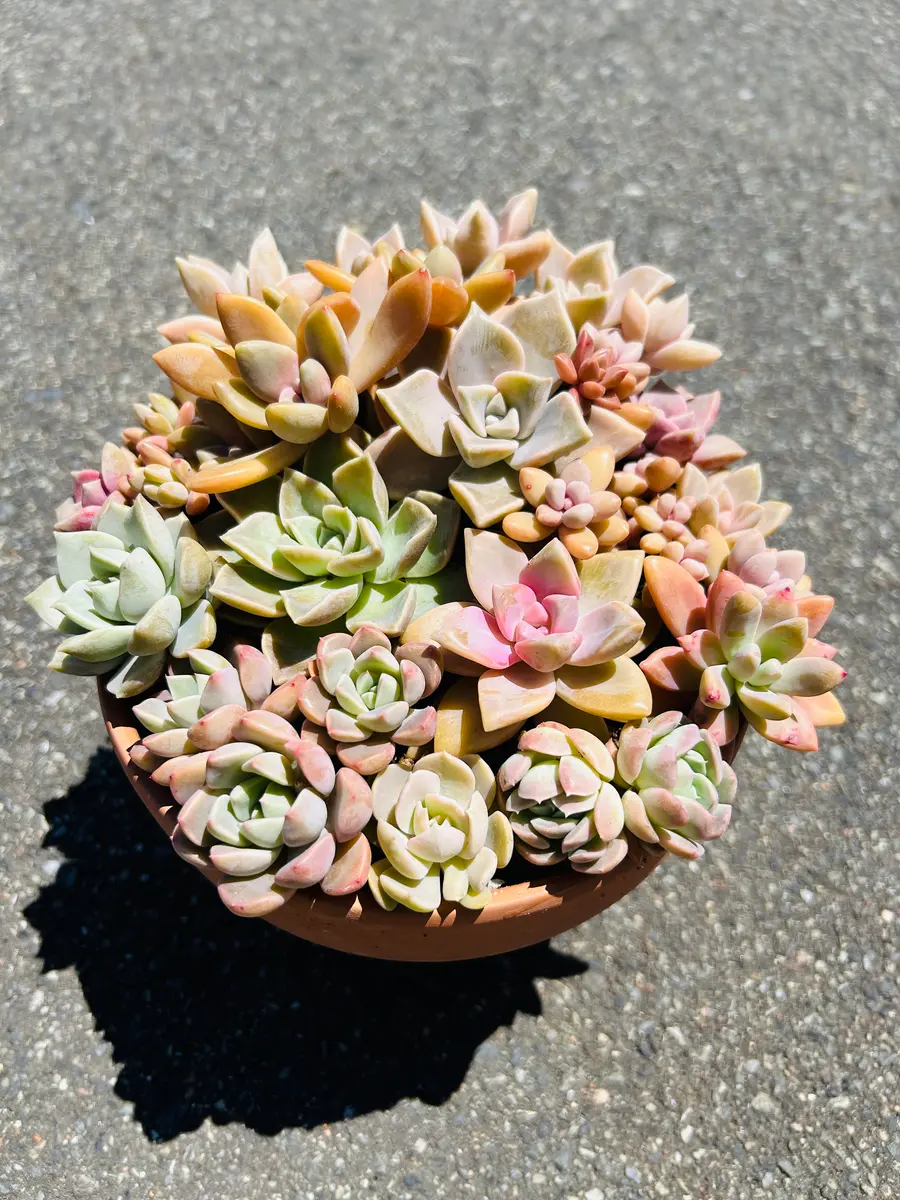 多肉植物 はこじい　お待たせしました❣️ 多肉植物】久しぶりの寄せ植え楽しーい【succulent】 - YouTube