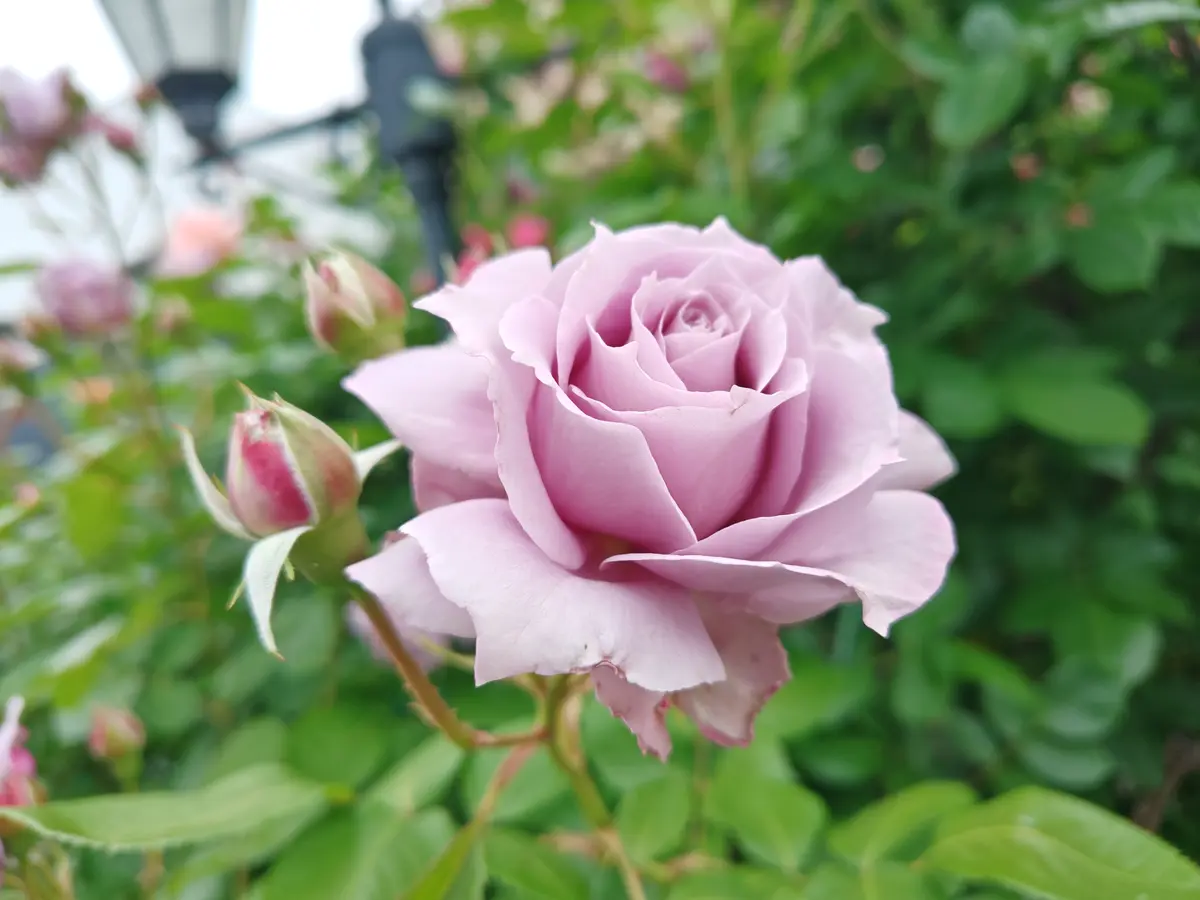 今日の薔薇🌹5/6〔写真1枚目〕-wakabaさんの日記｜みんなの趣味の園芸