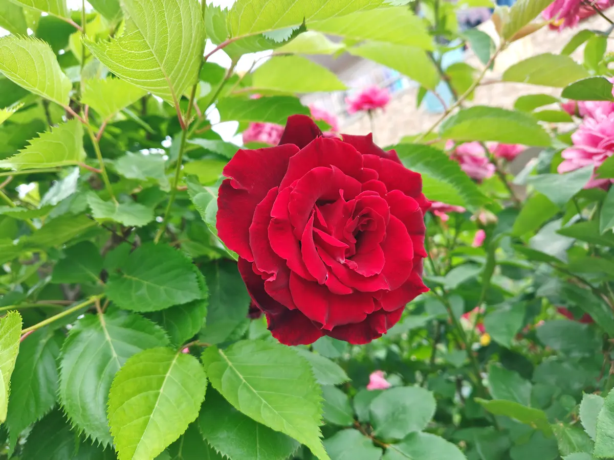 今日の薔薇🌹5/6〔写真2枚目〕-wakabaさんの日記｜みんなの趣味の園芸