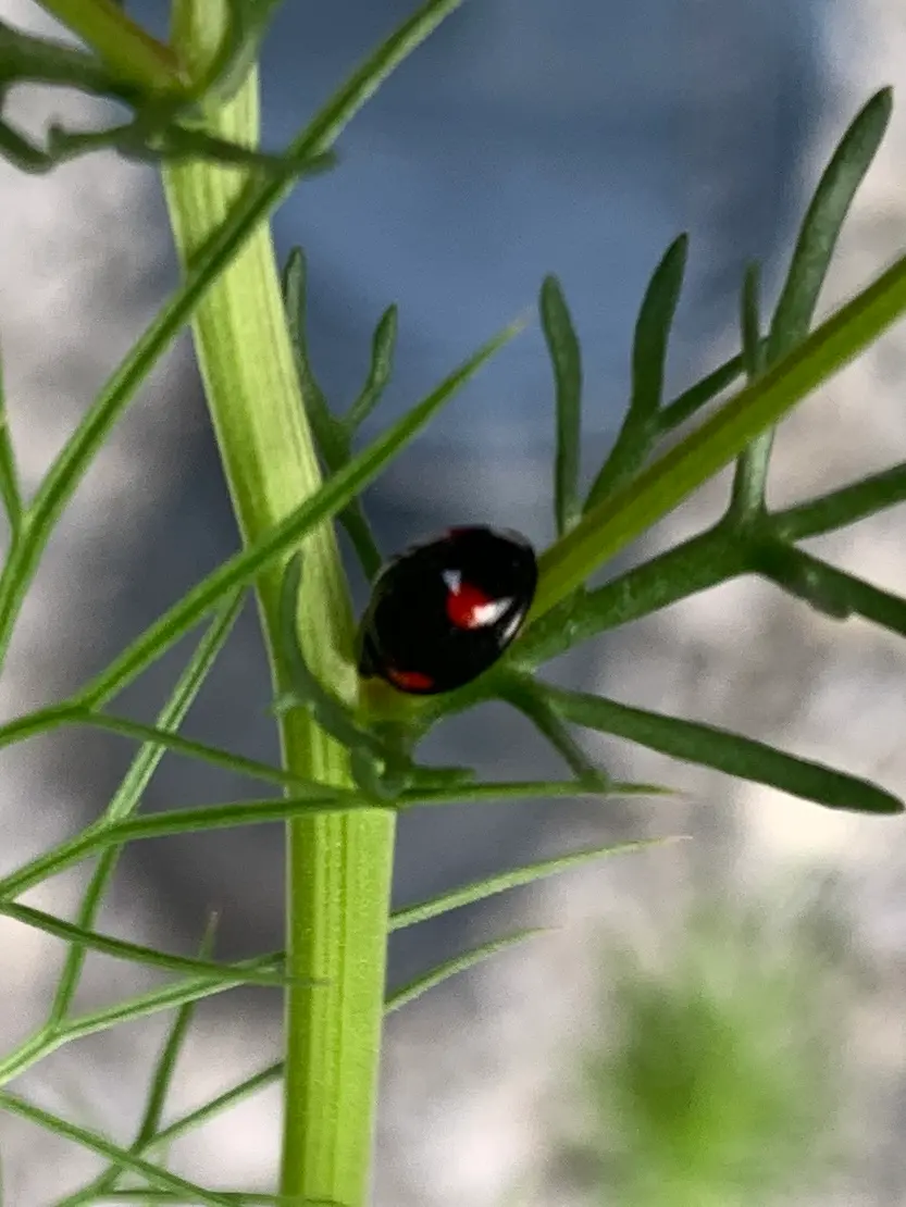 2026.05.06てんとう虫🐞いろいろ｜園芸日記bysnowflake｜みんなの趣味