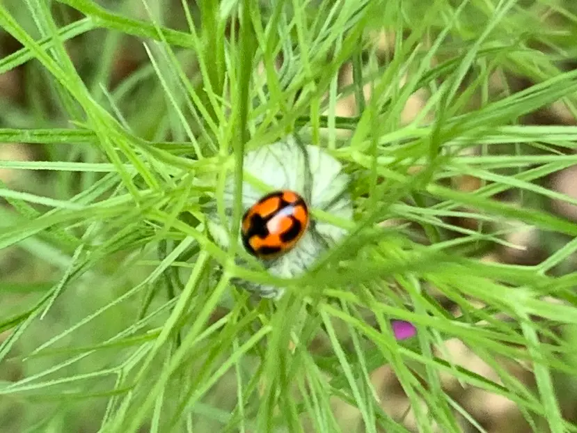 2026.05.06てんとう虫🐞いろいろ｜園芸日記bysnowflake｜みんなの趣味