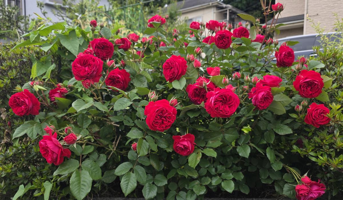 バラ3種の株姿🌹｜園芸日記byHitomi0330｜みんなの趣味の園芸｜1451484