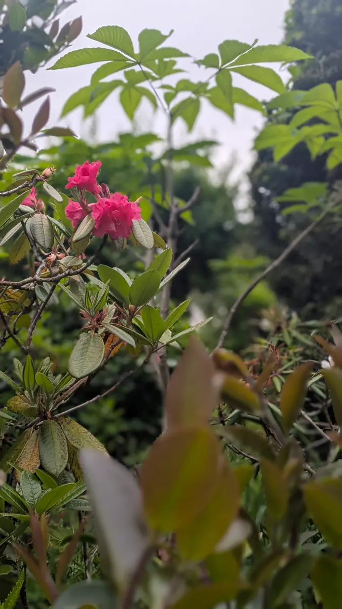八重咲石楠花♥️、柿の葉草💛｜園芸日記byドブたぬきの部屋｜みんなの