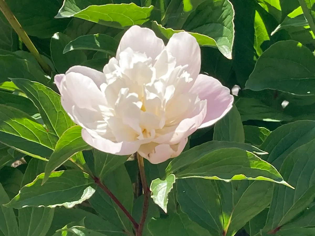 芍薬｜園芸日記bytotoriri｜みんなの趣味の園芸｜1451611
