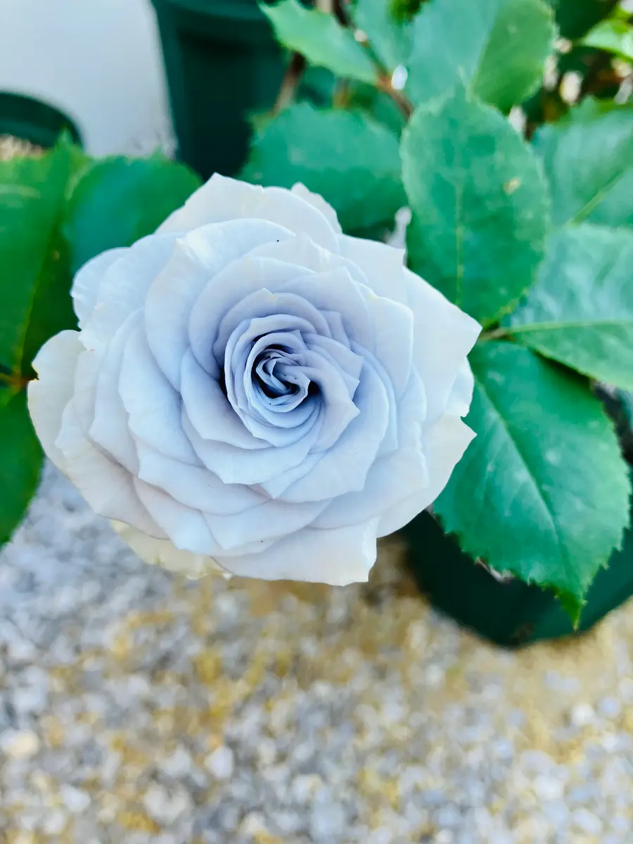 ブルーグラビティが咲いた！〔写真1枚目〕-Merinowoolさんの日記