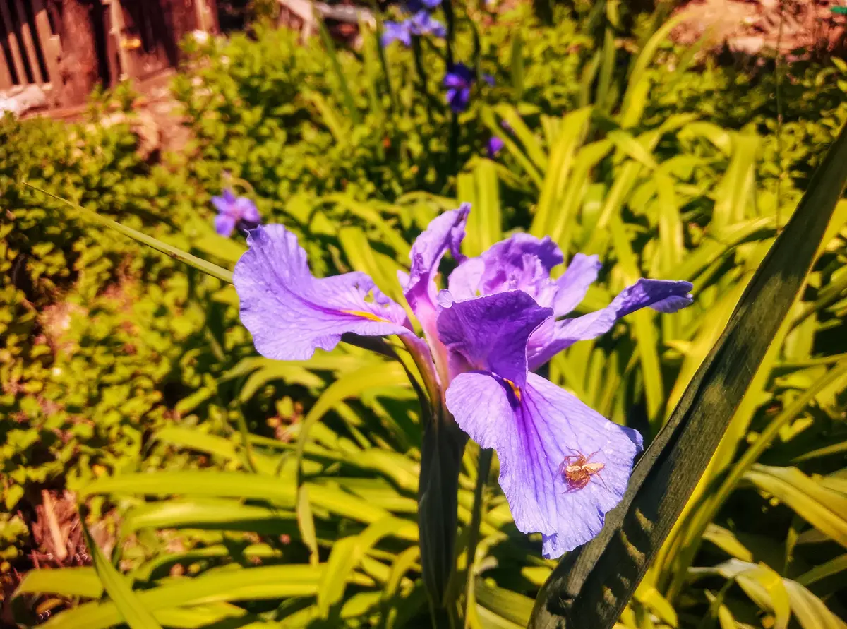 花菖蒲に花満開｜園芸日記by縁たく粟島ノ庭｜みんなの趣味の園芸｜1451966