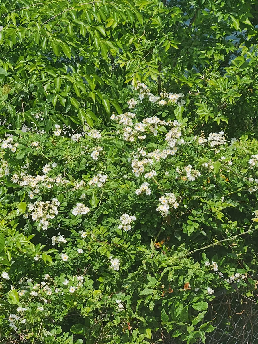 ノイバラの可能性が高い～と｜園芸日記byピンク·レモネード｜みんなの