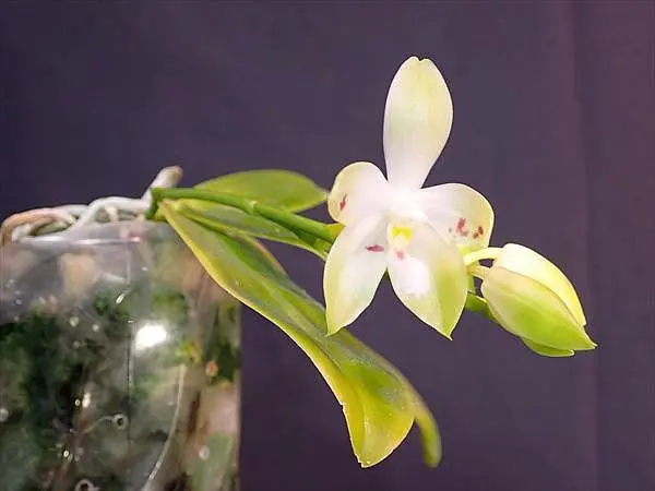 胡蝶蘭原種　テトラスピス　セルレア　Phal.tetraspis 洋蘭 胡蝶蘭 ファレノプシス テトラスピス 'C2' - メルカリ