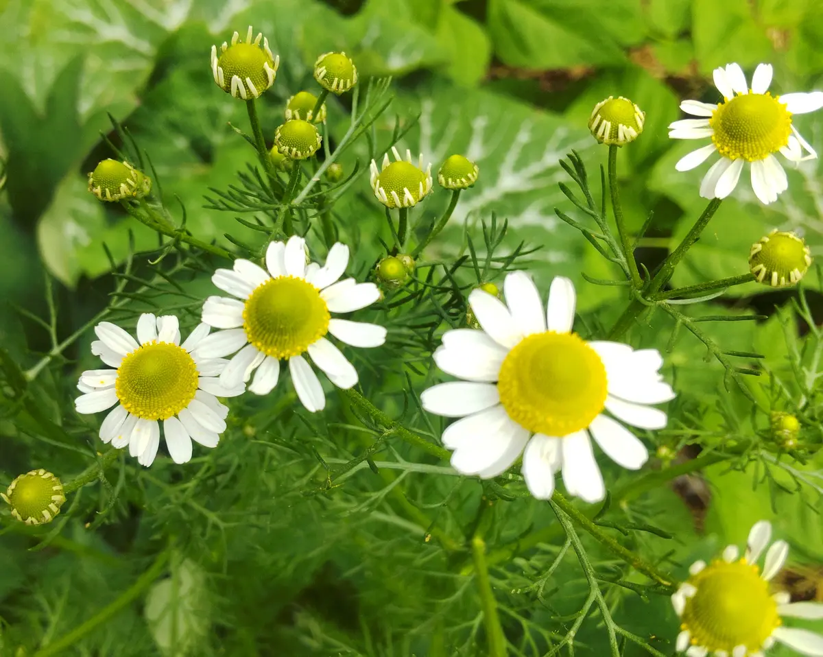 カモミール🍏🍎✨｜園芸日記byあゆーみ｜みんなの趣味の園芸｜1452312