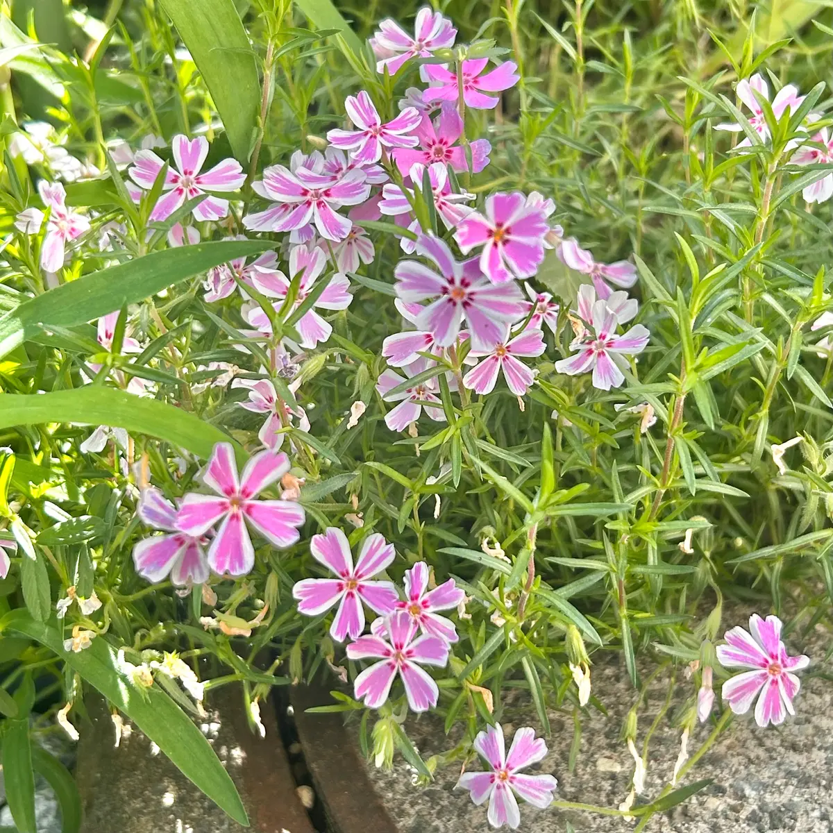 素敵な芝桜また来年🎵｜園芸日記bymasaさん｜みんなの趣味の園芸｜1452418