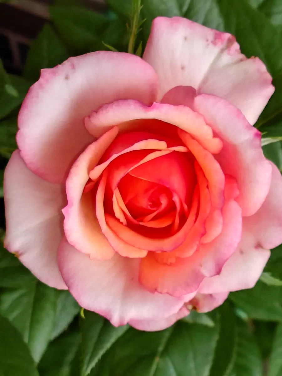 ミニ薔薇タマラコルダーナ ミニバラ🌹タマラ・コルダーナ｜園芸日記byNaomi。T｜みんなの趣味の