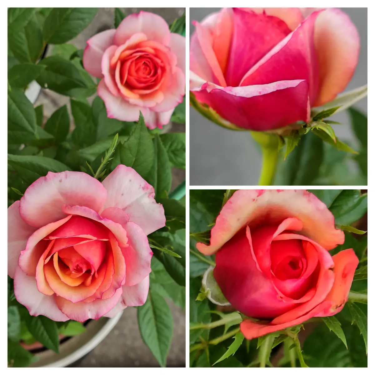 ミニバラ🌹タマラ・コルダーナ｜園芸日記byNaomi。T｜みんなの趣味の