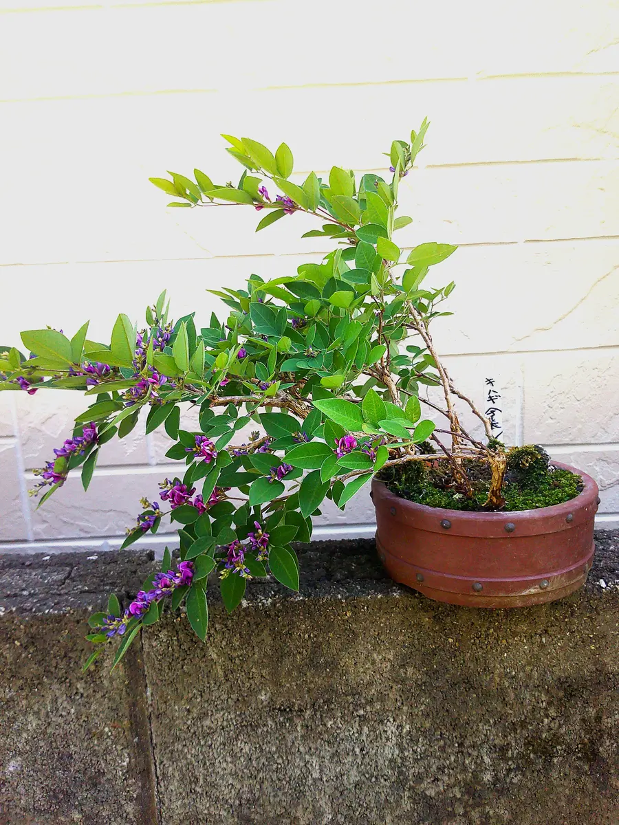 木萩 今年も梅雨前に咲いた寄せ植え小盆栽『木萩』は、秋にも咲かすかね