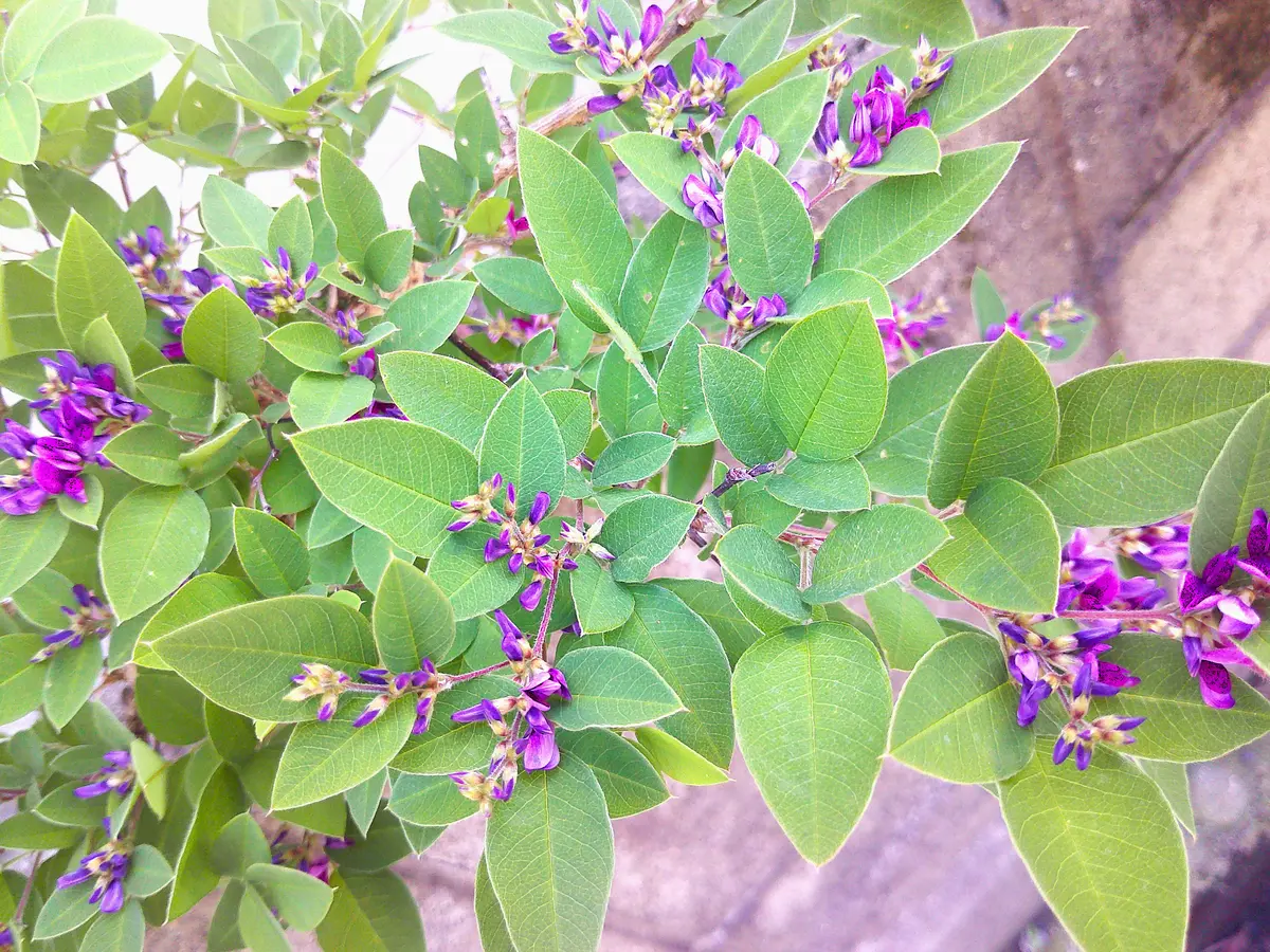 今年も梅雨前に咲いた寄せ植え小盆栽『木萩』は、秋にも咲かすかね