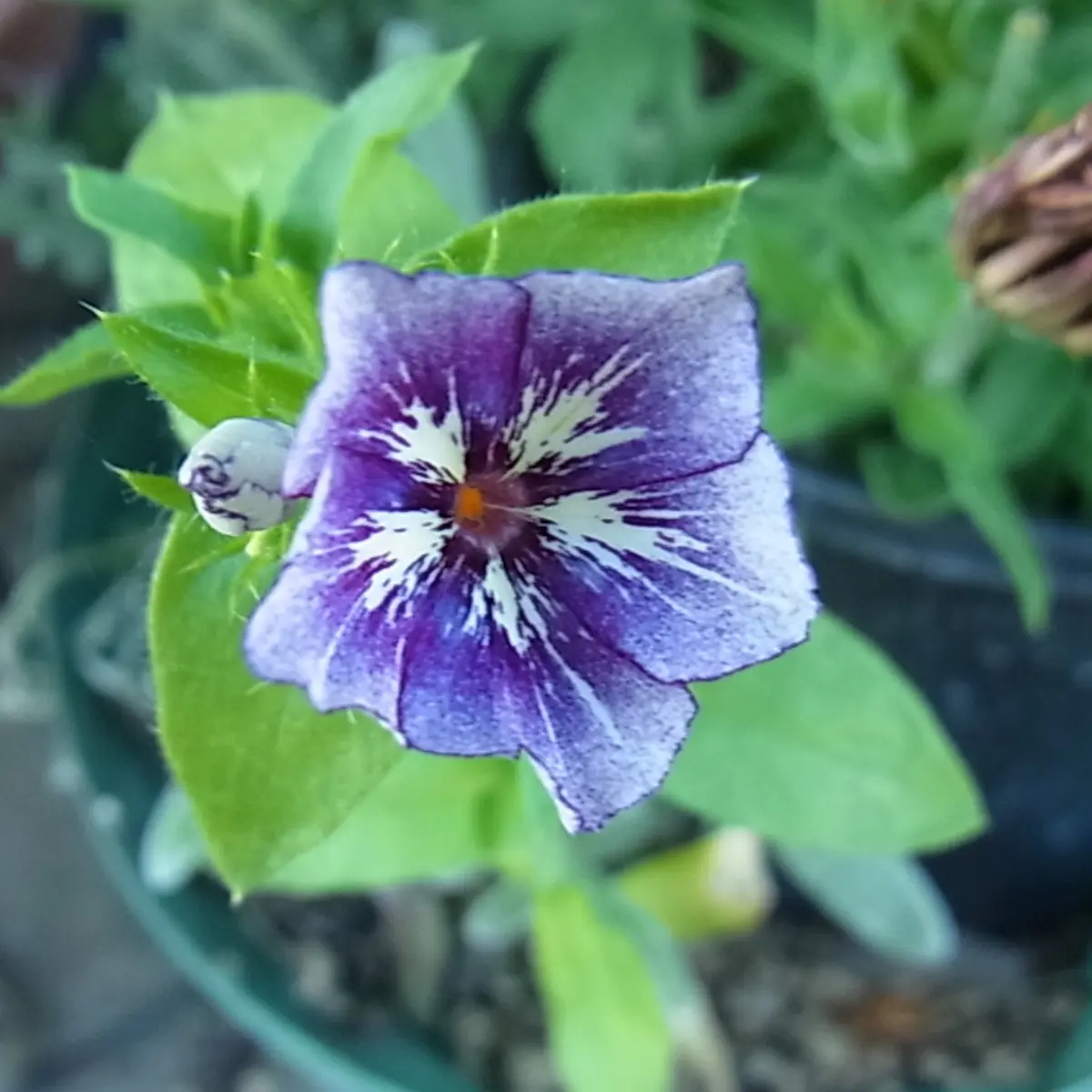 オキシペタラムとニゲラとフロックスの花｜園芸日記byblanca7977