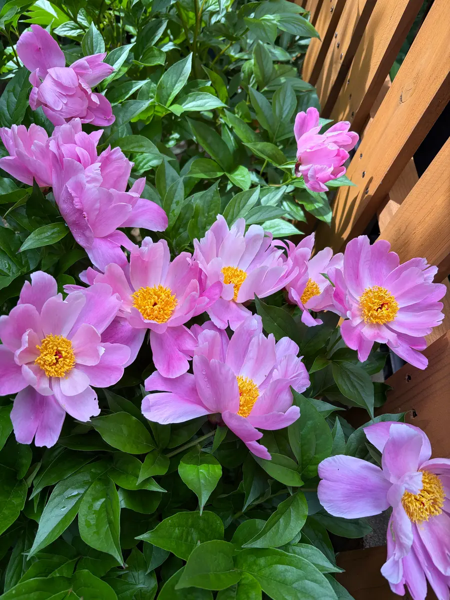芍薬｜園芸日記byopalaqua｜みんなの趣味の園芸｜1452997