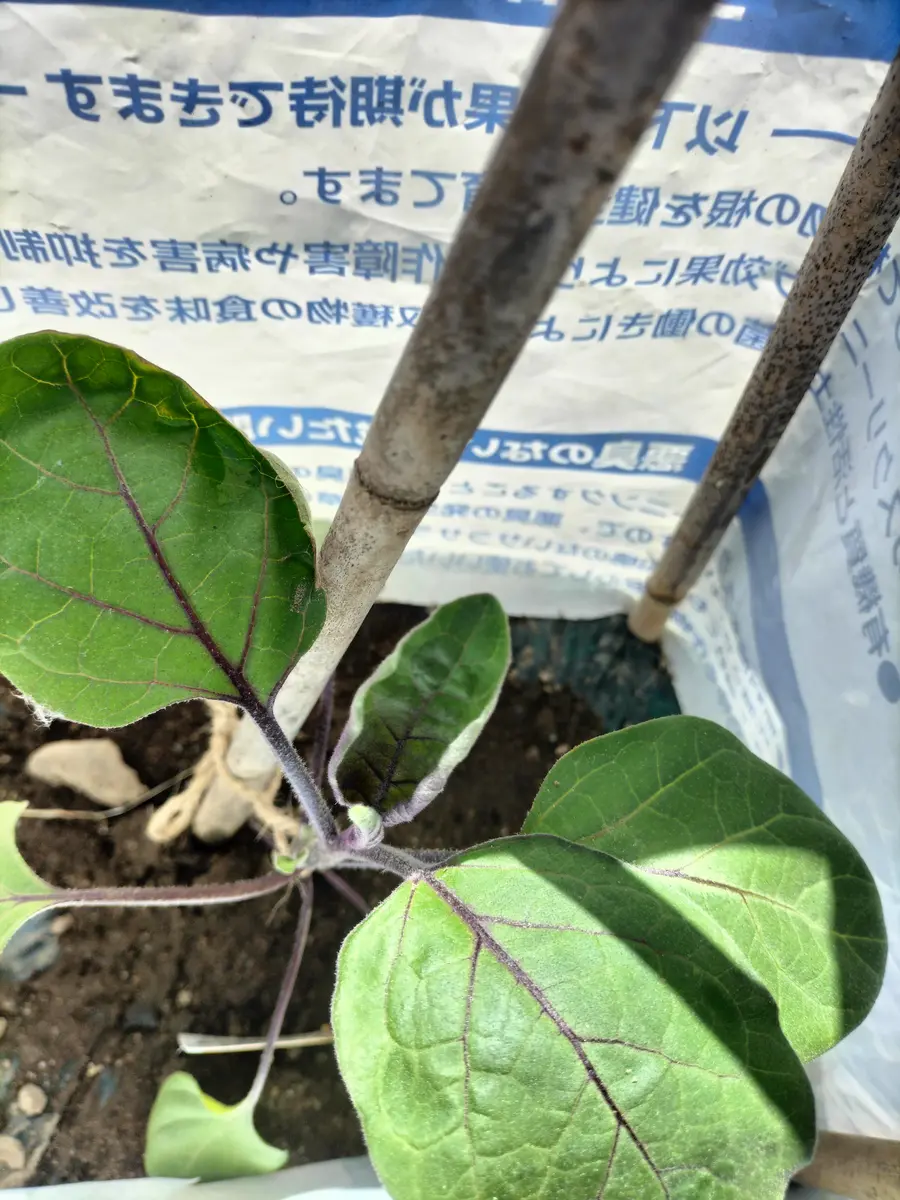 夏野菜の定植🌱 キャベツ｜園芸日記byえのみん｜みんなの趣味の園芸