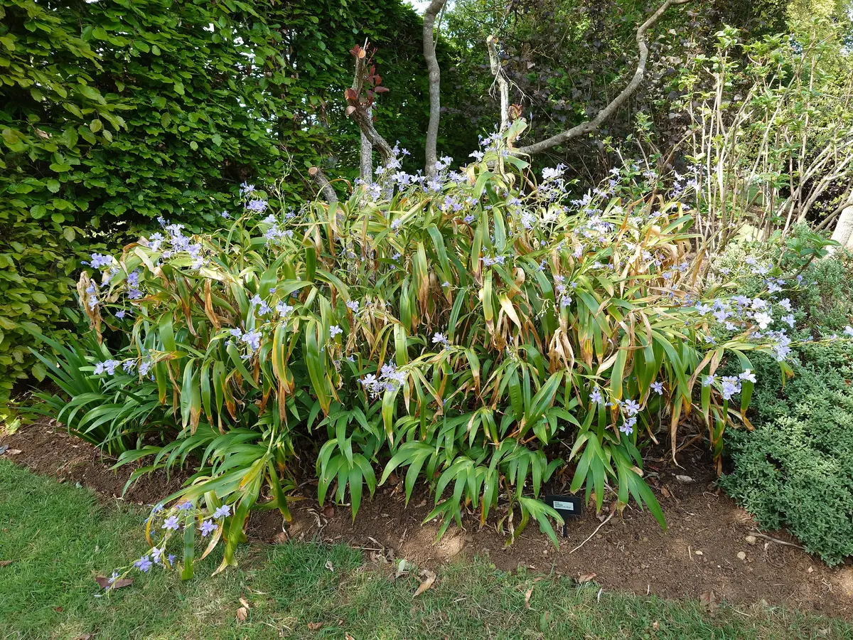Irisconfusa'MartynRix'｜園芸日記byぷしす｜みんなの趣味の園芸｜1453207