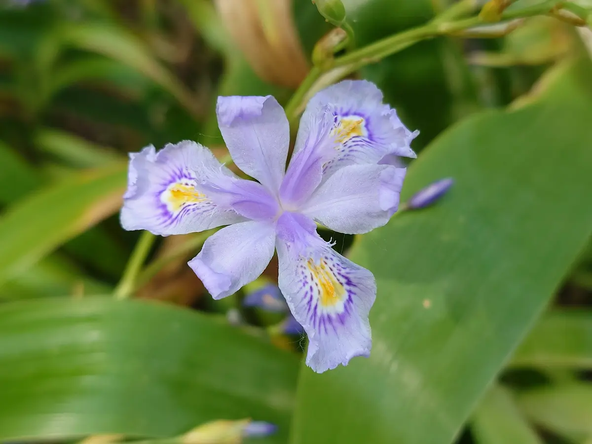 Irisconfusa'MartynRix'｜園芸日記byぷしす｜みんなの趣味の園芸｜1453207