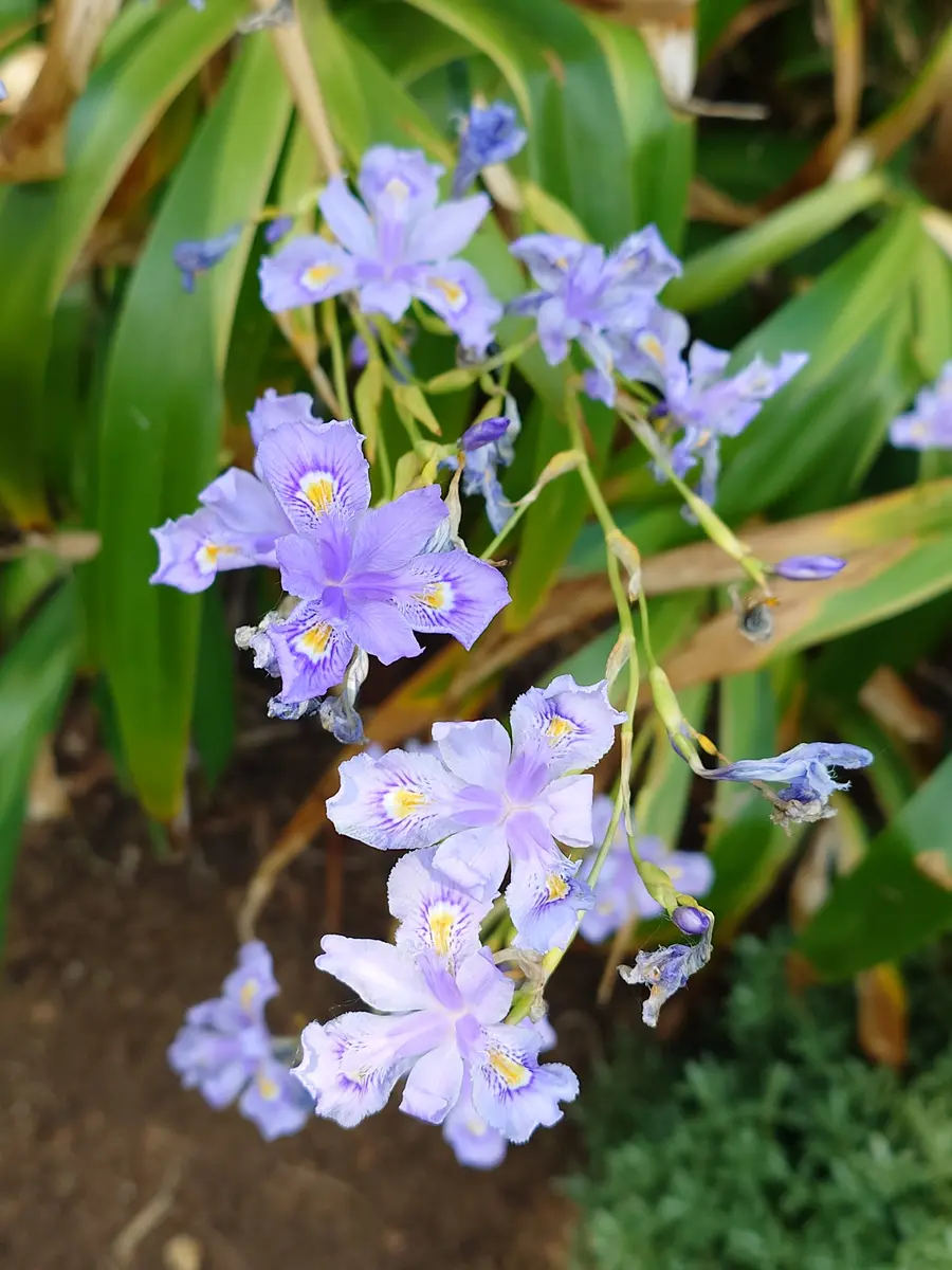 Irisconfusa'MartynRix'｜園芸日記byぷしす｜みんなの趣味の園芸｜1453207