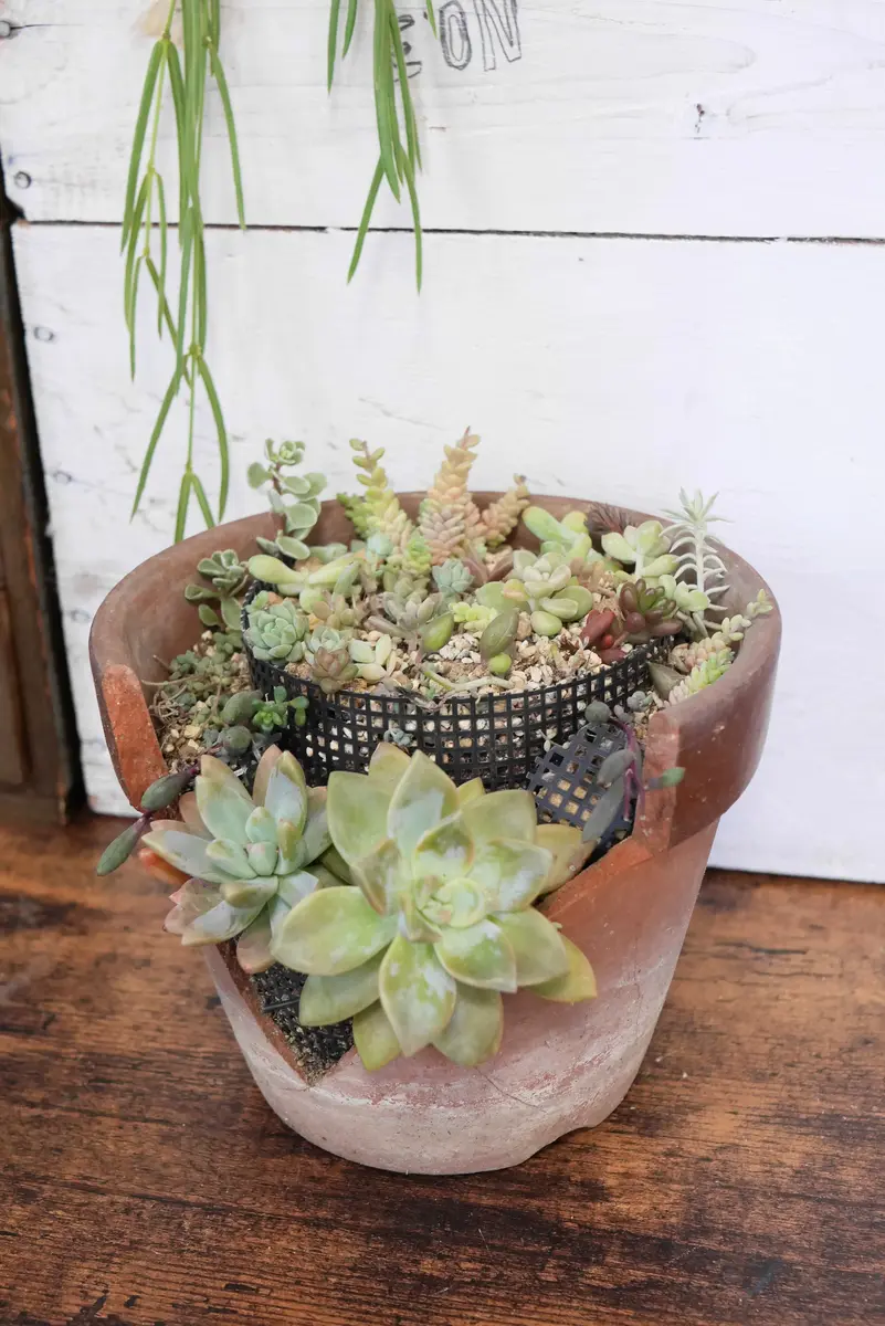 Top【選抜株】多肉植物　T26424キャビア　24個　鉢無し/脱土 多肉の寄せ植え｜園芸日記bymidoriiro｜みんなの趣味の園芸｜1454006