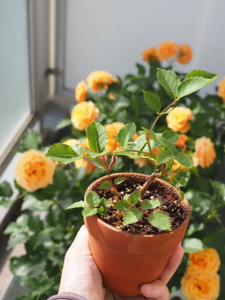 バラのひこばえのひこばえのつぼみ🌹〔写真1枚目〕-蝶野さんの日記