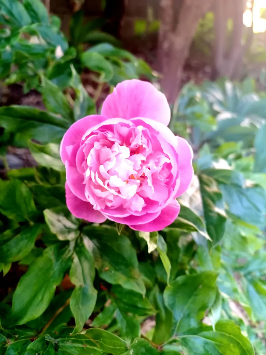エンジェルナンバー 111111 花友さんにもお裾分けします。｜園芸