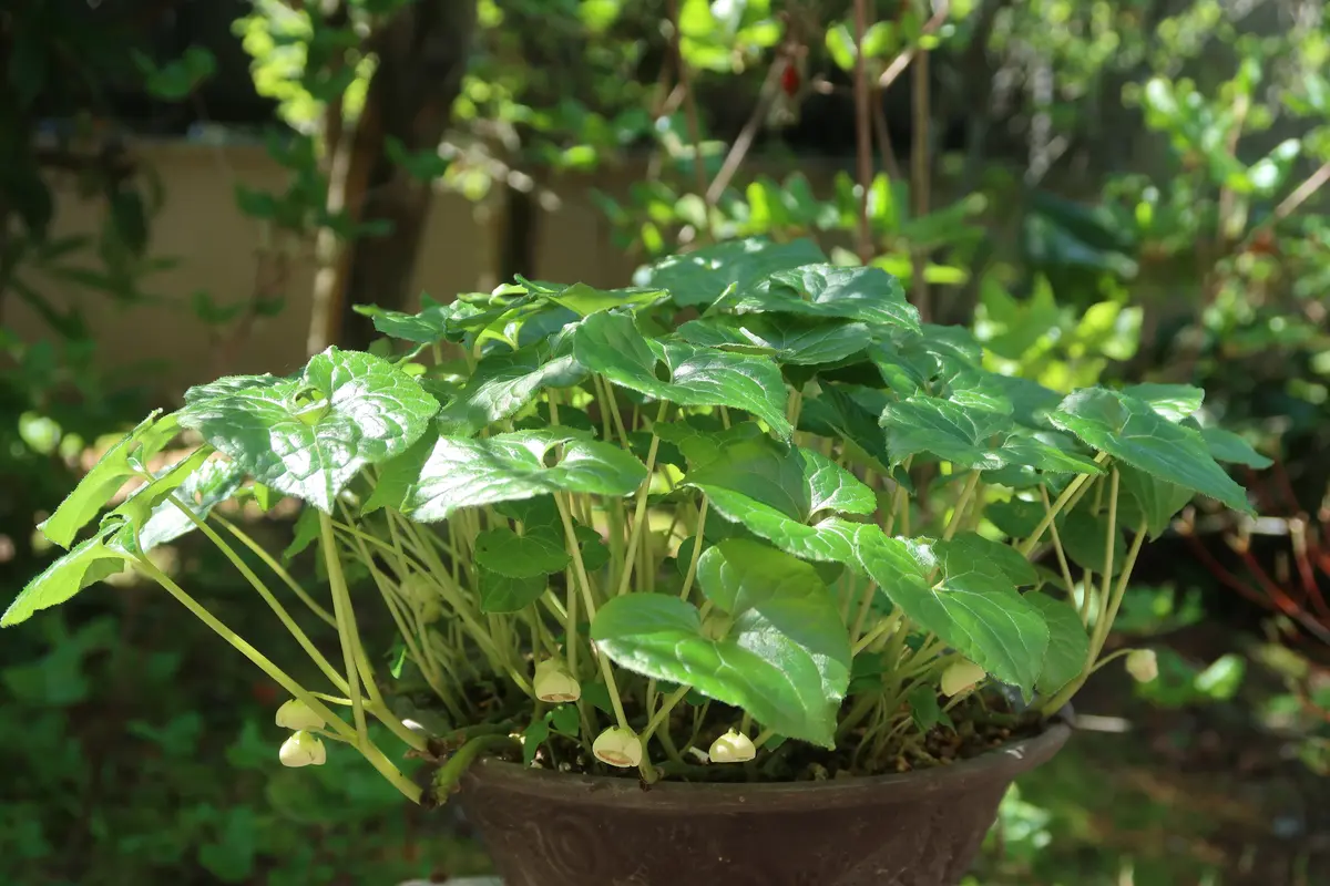 双葉葵の花｜園芸日記bykusaokina｜みんなの趣味の園芸｜1454767
