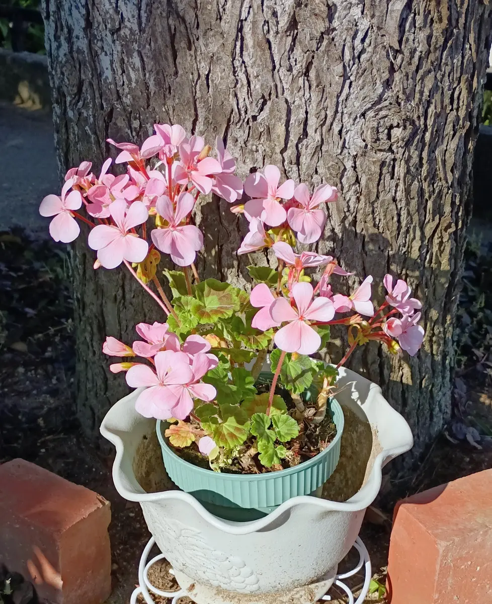 ベビーピンクのゼラニウム💕花数増えました😽｜園芸日記by明日香hitomi