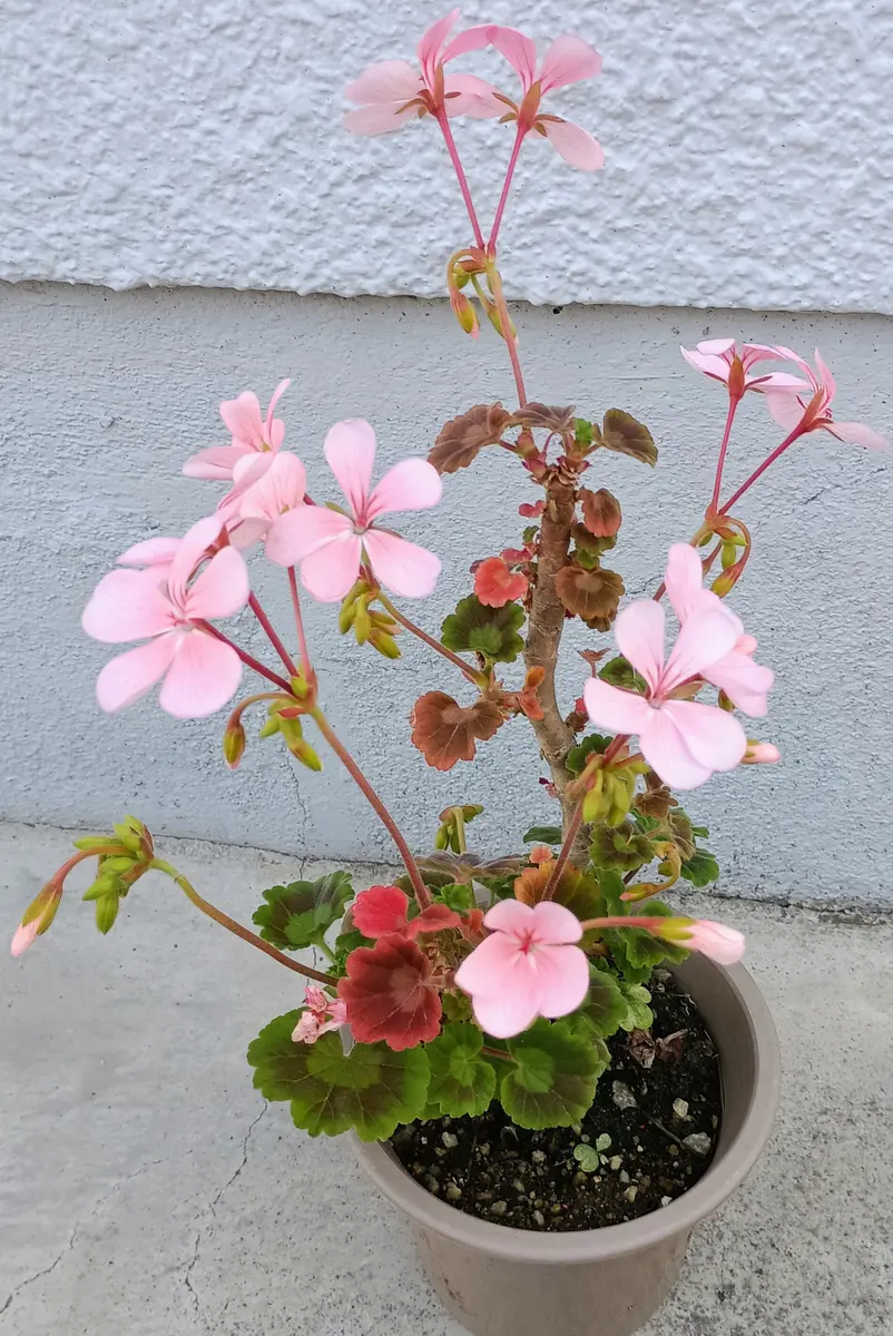ベビーピンクのゼラニウム💕花数増えました😽｜園芸日記by明日香hitomi