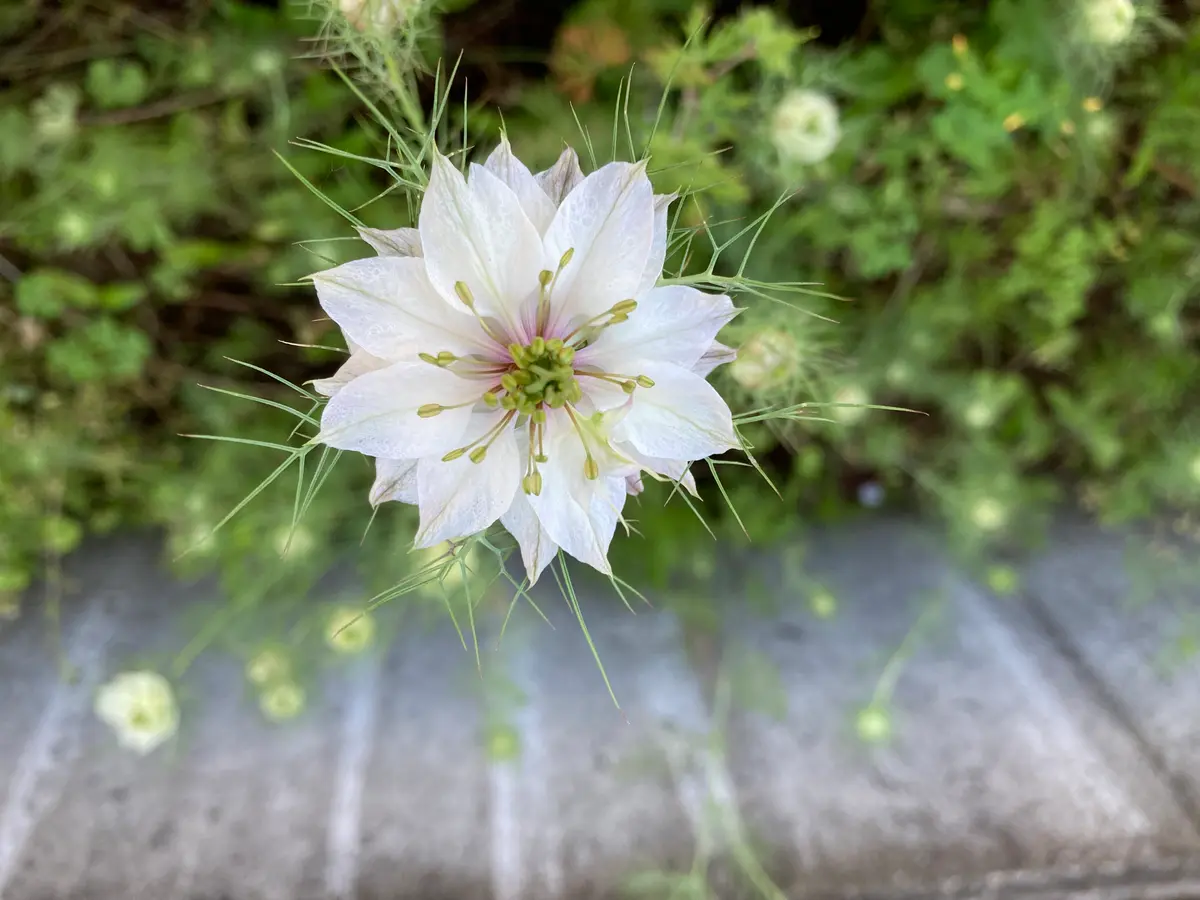 ニゲラ｜園芸日記byつくねのつん｜みんなの趣味の園芸｜1454852