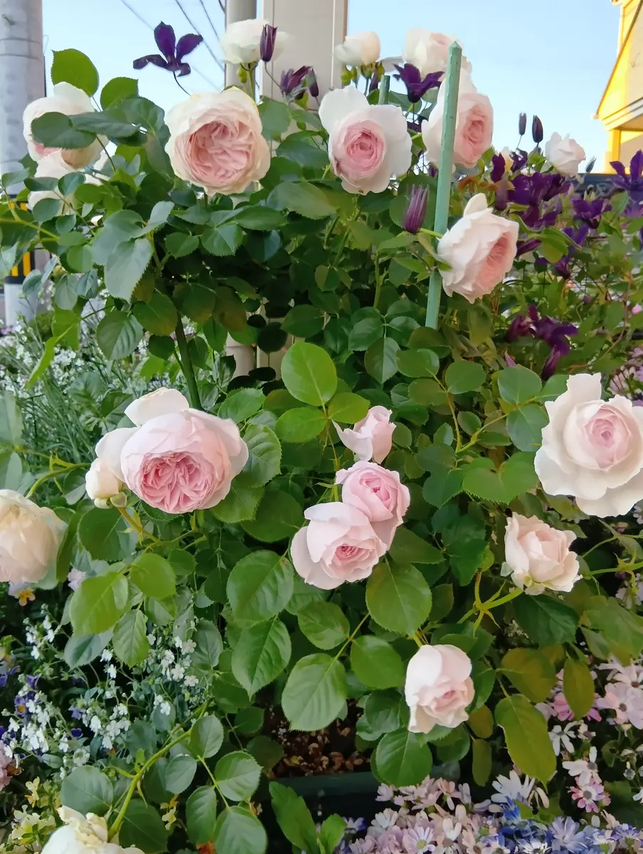今日も、バラ🌹ばら🌹薔薇🌹〰〔写真1枚目〕-チョココさんの日記