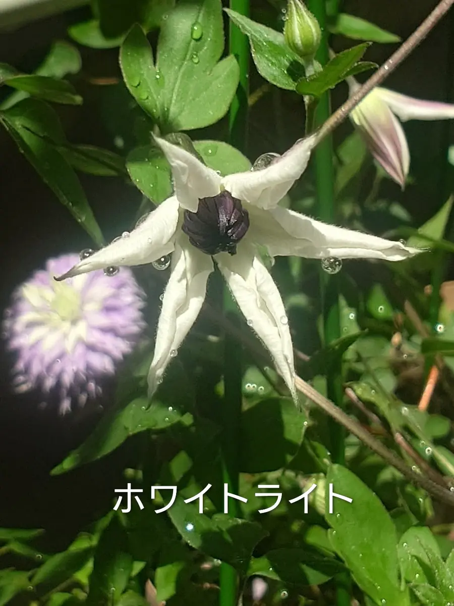 初ホワイトライト(クレマチス)｜園芸日記byNash｜みんなの趣味の園芸