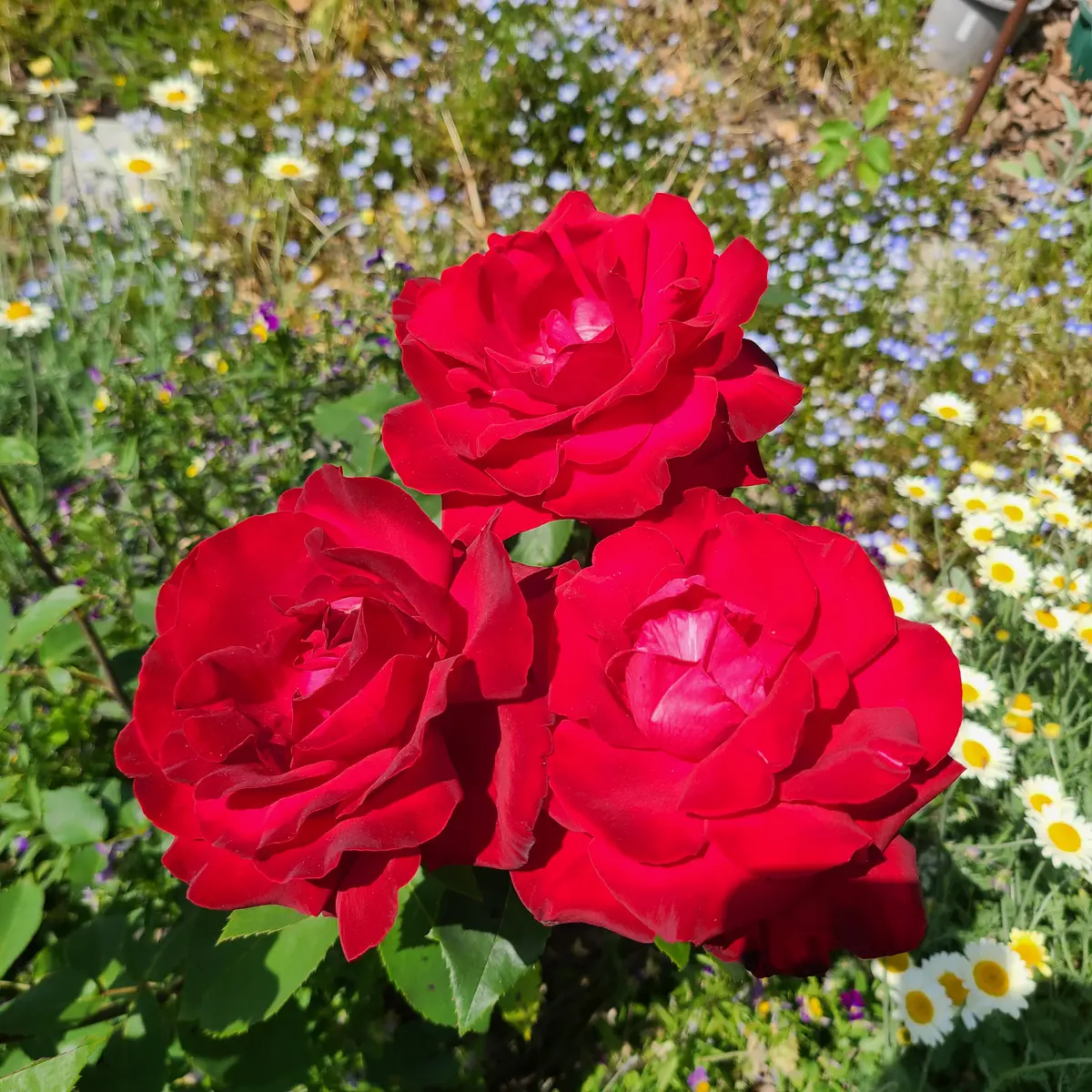 今日の薔薇?達｜園芸日記byボンタ｜みんなの趣味の園芸｜1457112