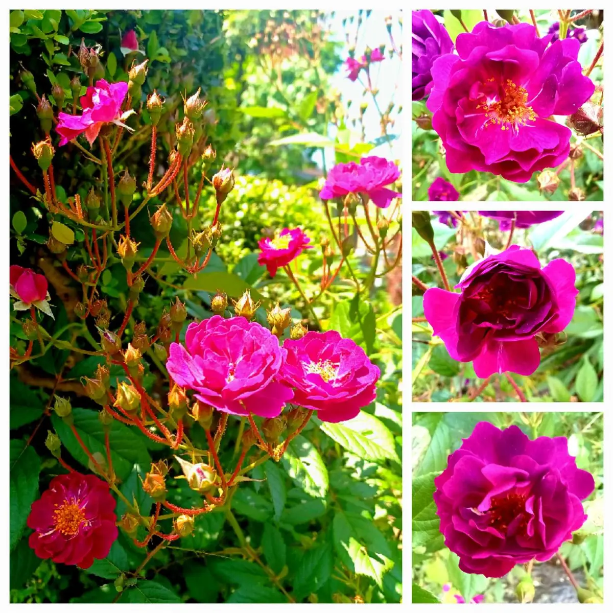 我が家では唯一の薔薇 サングリアナイトが咲いています。｜園芸日記by